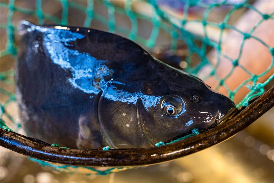 Der Karpfen ist in Brandenburg ein beliebter Speisefisch. (Archivbild)Frank Hammerschmidt/dpa