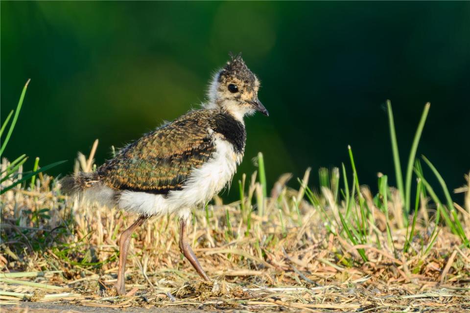 Der Kiebitz gilt in Rheinland-Pfalz nach der Roten Liste als vom Aussterben bedroht. (Archivbild) Patrick Pleul/dpa