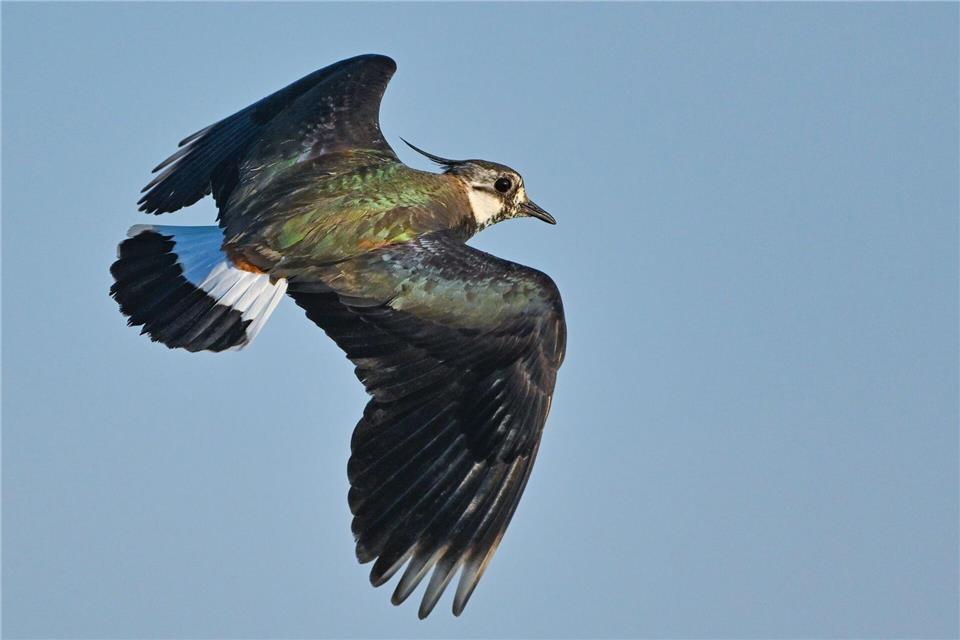Der Kiebitz zählt zu den bedrohten Vogelarten. Auf einer Konferenz in Dresden soll am Donnerstag über Wege gegen das Artensterben beraten werden. (Symbolbild)Patrick Pleul/dpa