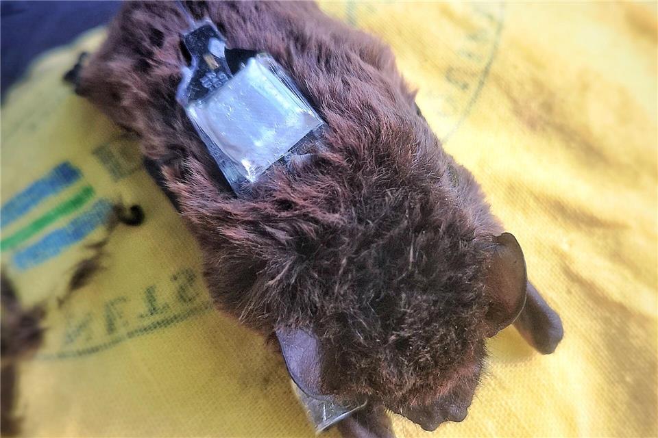 Der Kleinabendsegler ist eine stark gefährdete Fledermausart. (Archivbild) Carolin Scholz/Leibniz-IZW/dpa