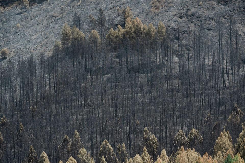 Der Klimawandel erhöht die Wahrscheinlichkeit von Waldbränden, weil Perioden mit Trockenheit und Hitze länger werden. Mateo Lanzuela/EUROPA PRESS/dpa