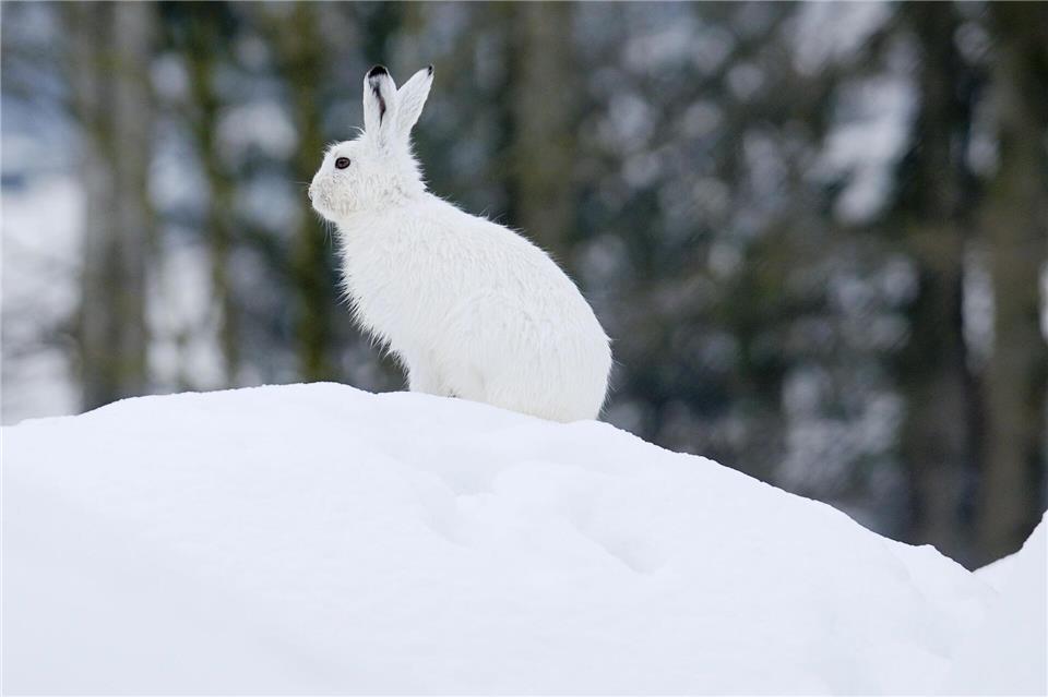 Der Klimawandel macht dem Schneehasen zu schaffen.Stefan Huwiler/Imagebroker.com/dpa