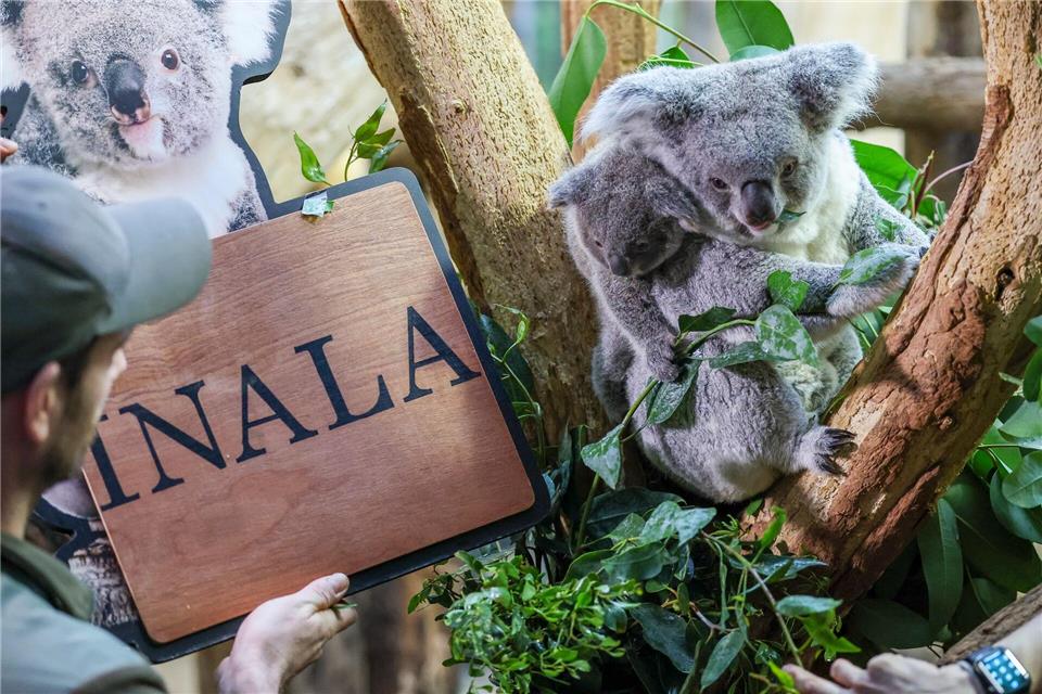 Der Koala-Nachwuchs im Zoo Leipzig hat einen Namen.Jan Woitas/dpa