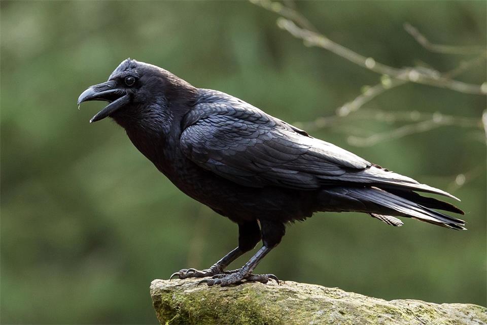Der Kolkrabe ist der größte Singvogel der Welt. (Archivbild)Patrick Pleul/dpa