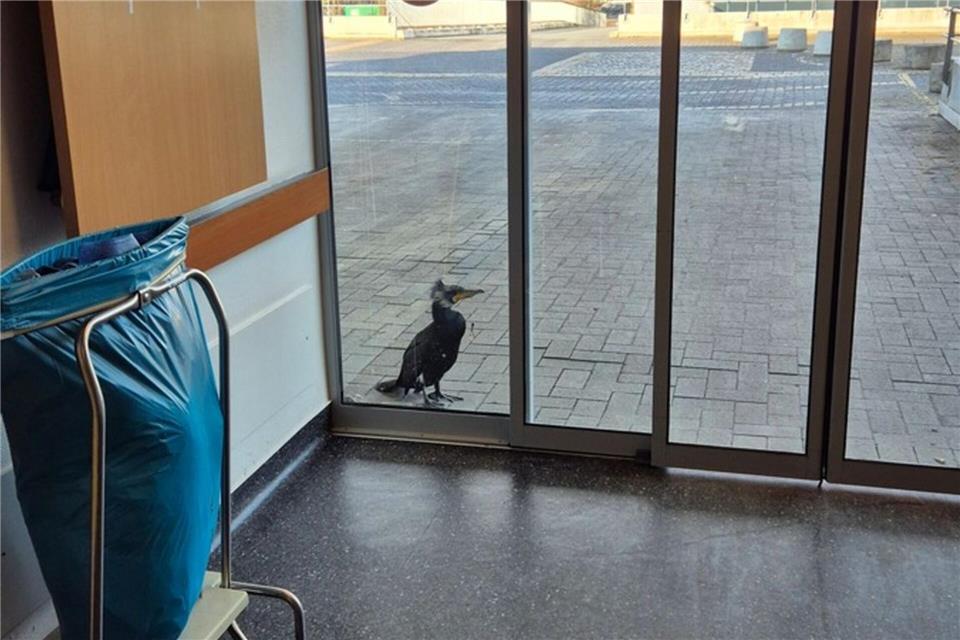 Der Kormoran stand am Sonntag vor der Notaufnahme.-/Feuerwehr Bremen/dpa
