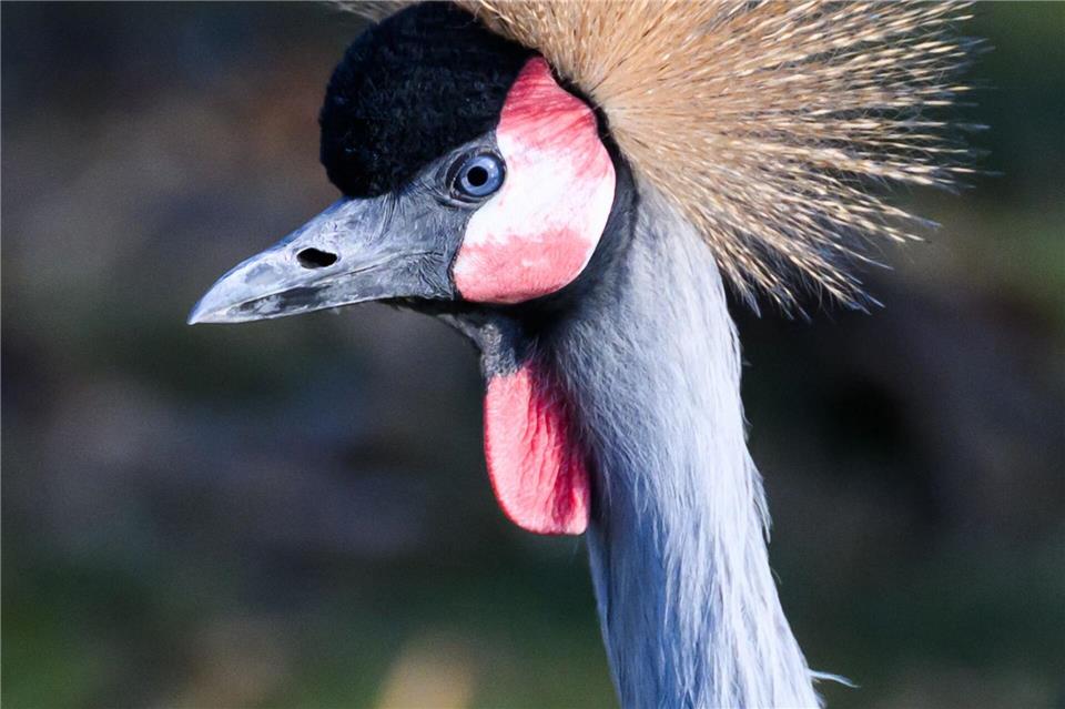 Der Kronenkranich ist in Afrika beheimatet.Robert Michael/dpa