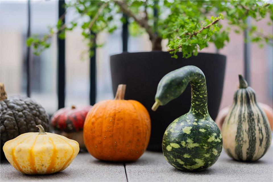 Kürbis-Boom: Pumpkin ist populär  Der Kürbis hat viele Formen: Verschiedene bunte Kürbisse liegen auf einem Balkon. (Archivbild)Rolf Vennenbernd/dpa