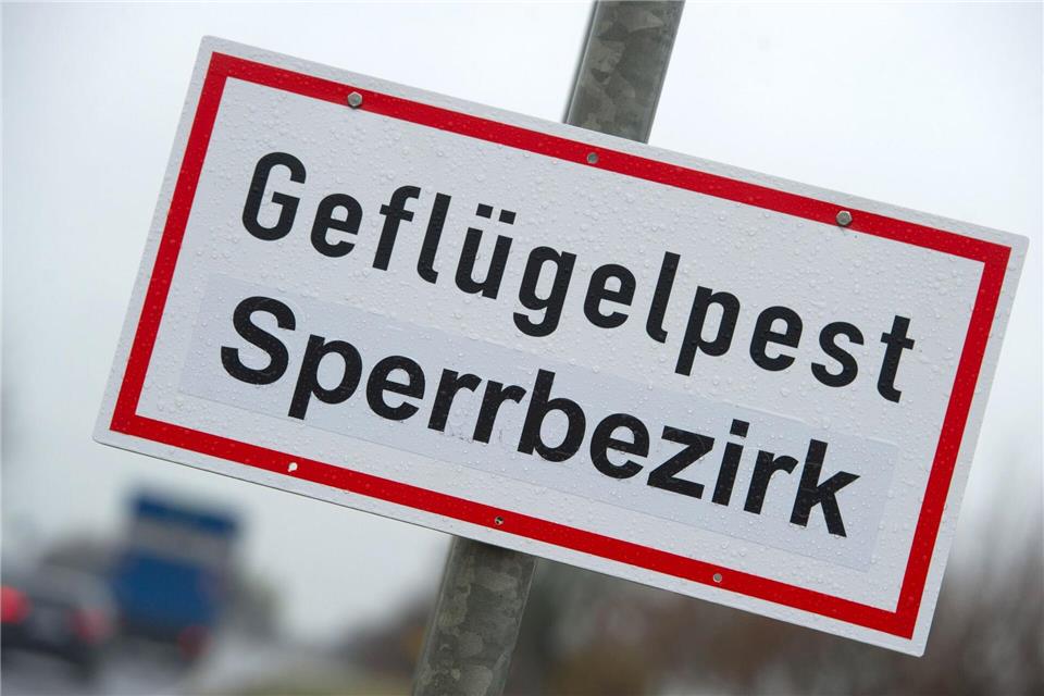 Der Landkreis Vorpommern-Greifswald bittet Tierhalter besondere Maßnahmen zum Schutz vor der Geflügelpest einzuhalten. (Symbolbild)Stefan Sauer/dpa-Zentralbild/dpa