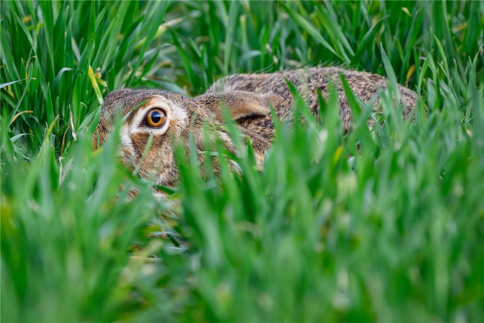 Der Lebensraum der Feldhasen wird kleiner. (Archivbild)Patrick Pleul/dpa
