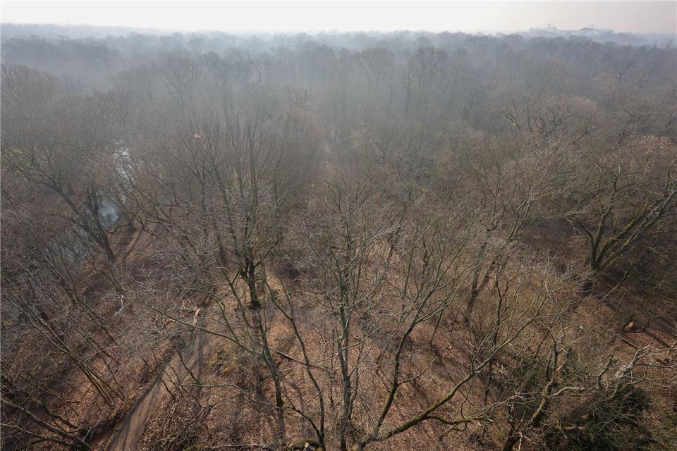Der Leipziger Auwald ist mit einer Fläche von mehr als 2.000 Hektar einer der größten Stadtwälder in Mitteleuropa. (Archivbild)Jan Woitas/dpa
