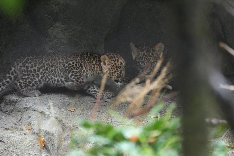 Der Leoparden-Nachwuchs im Tierpark Hagenbeck wagt sich aus der Box ins Gehege. Marcus Brandt/dpa