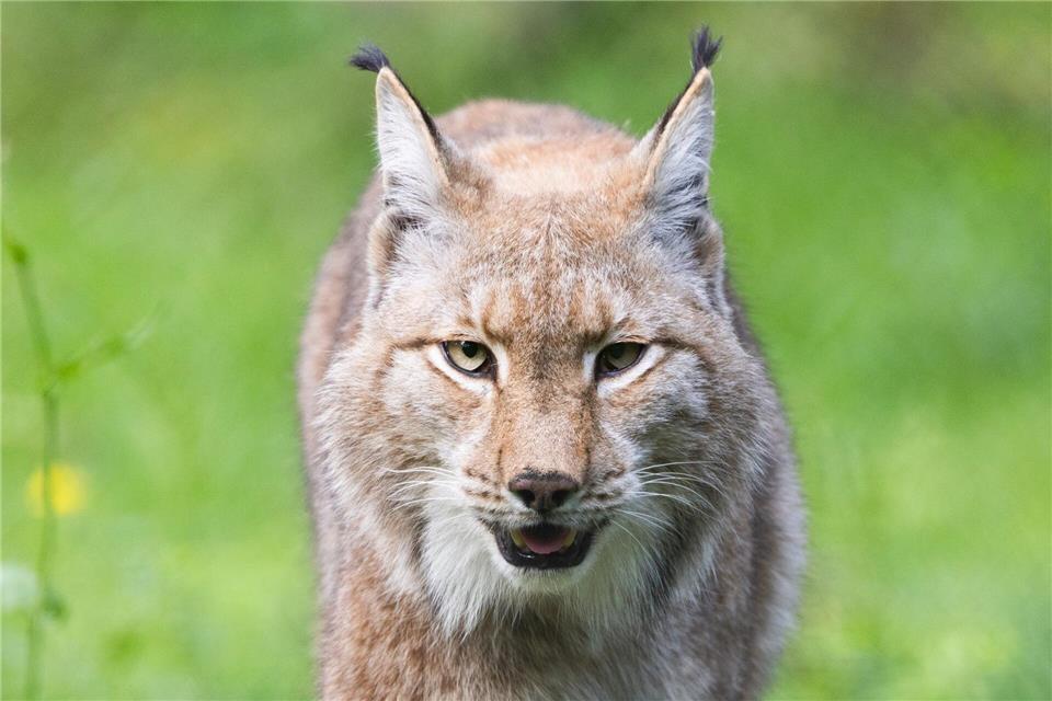 Der Luchs gehört zu den Gewinnern des WWF in diesem Jahr. (Archivbild)Lando Hass/dpa