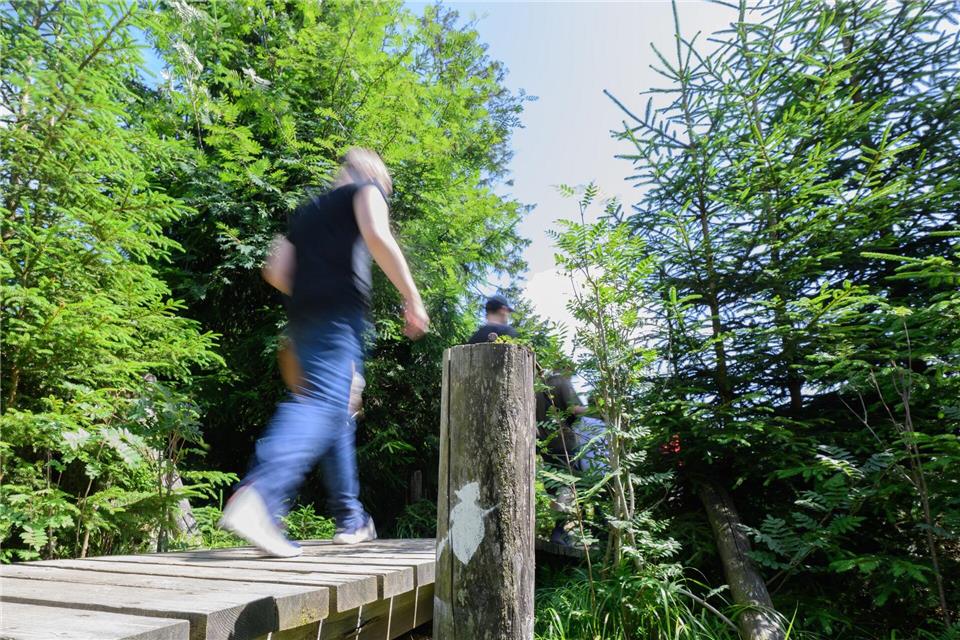 Wanderweg im Harz nach acht Jahren wieder begehbar Der Magdeburger Weg ist Teil des Harzer Hexenstiegs. (Symbolbild) Julian Stratenschulte/dpa