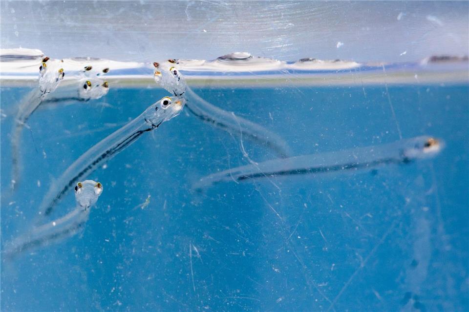 Der Maifisch verbringt den größten Teil seines Lebens im Meer. (Archivbild)Christoph Schmidt/dpa