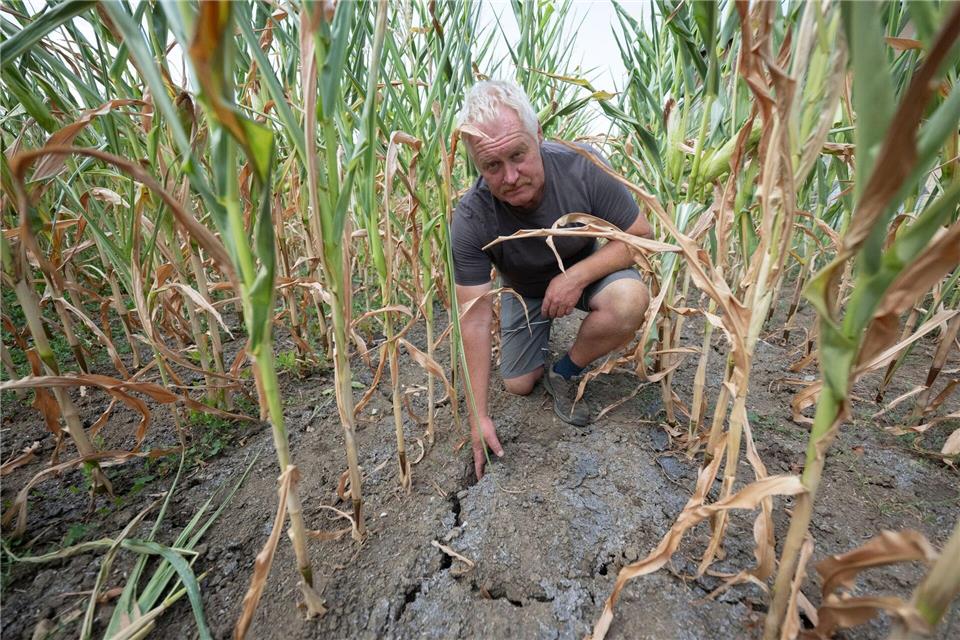 Der Mais, die wichtigste Futtergrundlage für die Kühe von Landwirt Harald Gronbach, geht in Notreife.Marijan Murat/dpa
