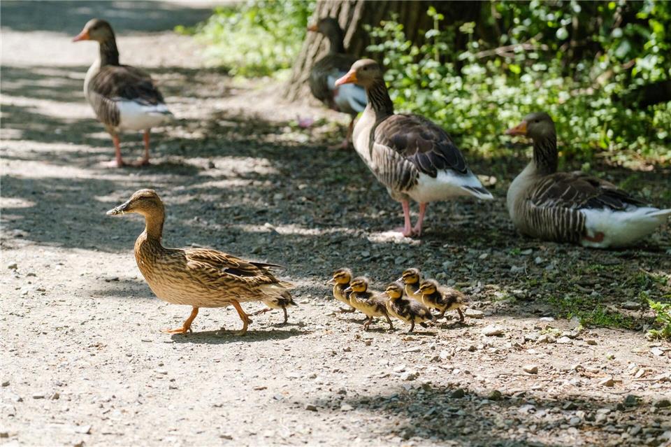 Der Mama hinterher - auf sie sind Küken als Nestflüchter angewiesen. (Archivbild)Ole Spata/dpa