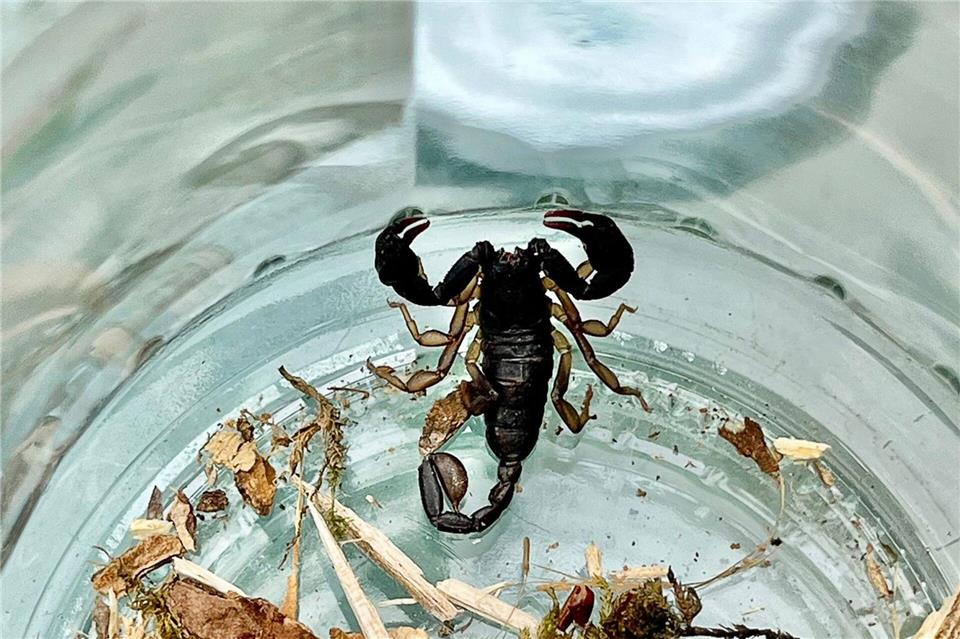 Der Mann fing das Tier in einem Einmachglas ein.-/Polizeipräsidium Mannheim/dpa