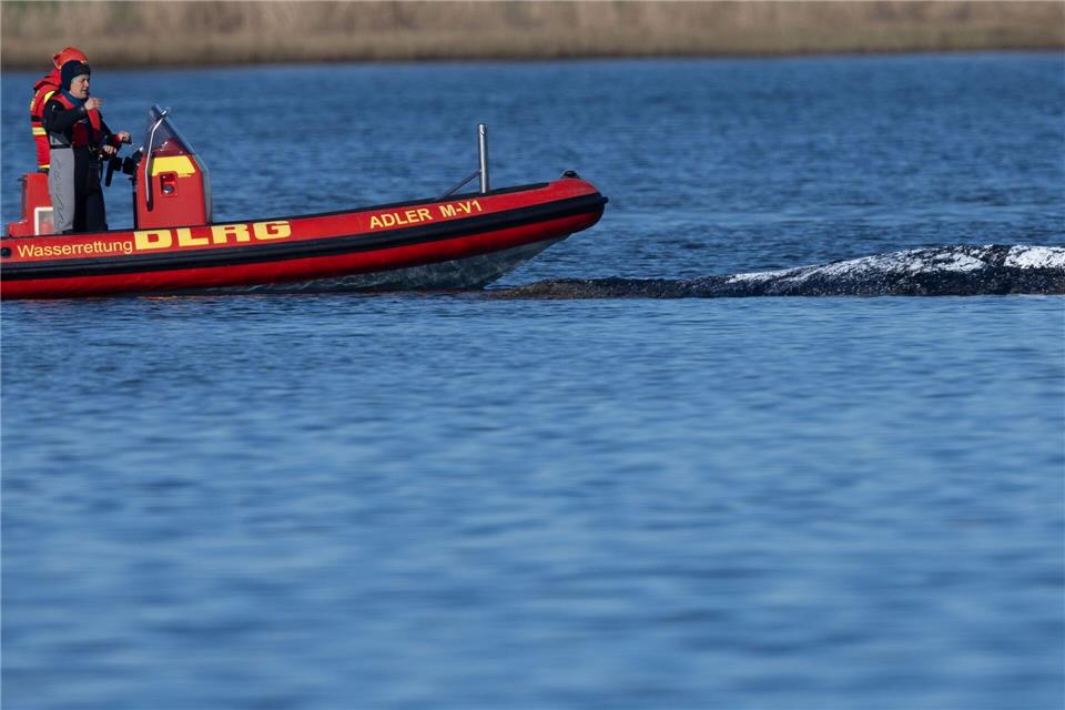 Der Meeressäuger liegt in einer freigespülten Mulde vor der Insel Poel.Jens Büttner/dpa