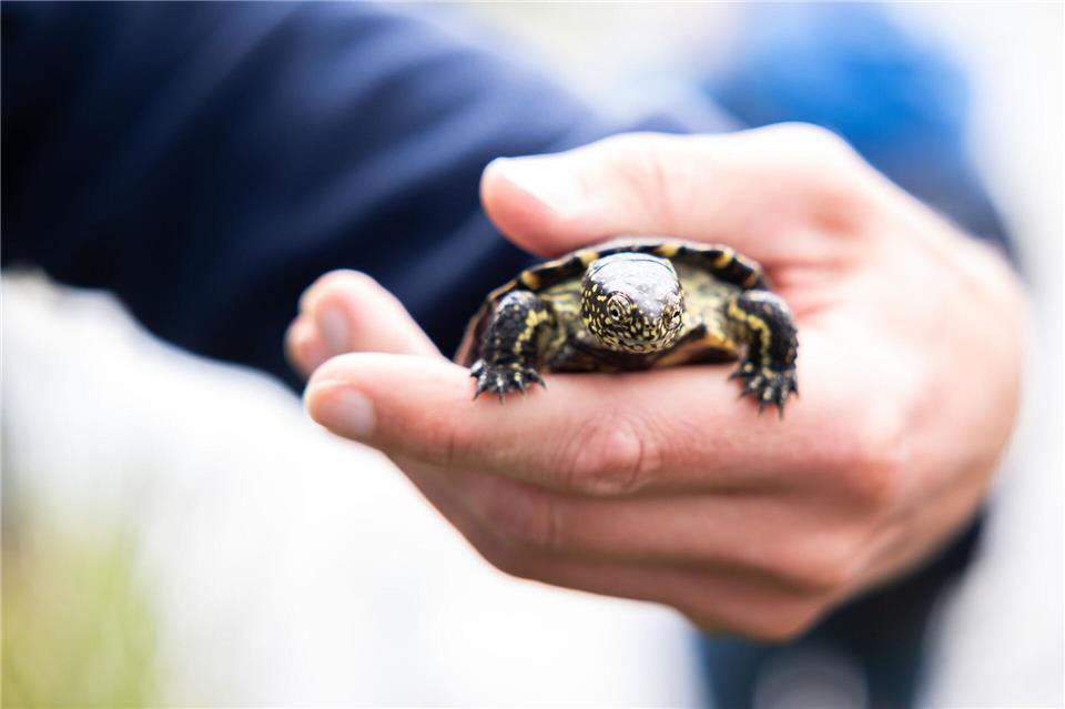 Der Nabu Rheinland-Pfalz wildert die 500. Europäische Sumpfschildkröte aus. (Archivbild)Michael Matthey/dpa