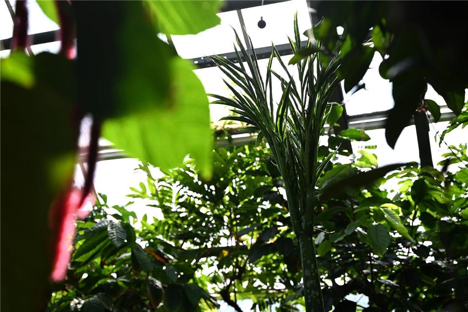 Der Nachfolger von Titanenwurz-Knolle „David“ ist noch namenlos.Celine Frohnapfel/dpa