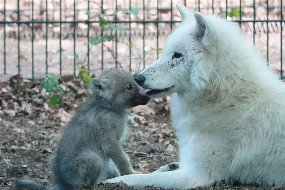 Der Nachwuchs folgt für Wolfsmutter Teja auf eine schwierige Zeit. (Handoutbild)-/Hansestadt Stralsund/dpa