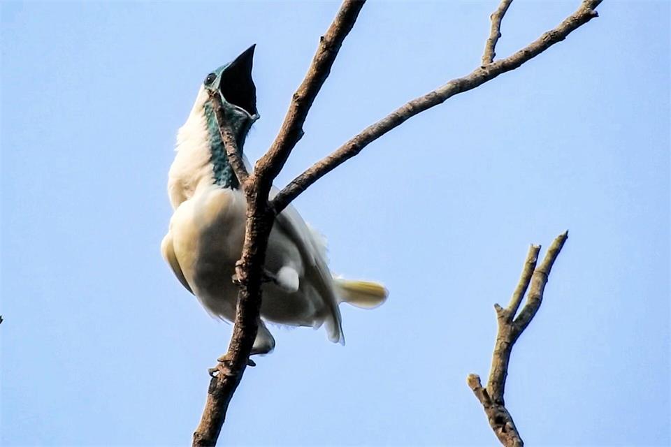 Der Nacktkehl-Glockenvogel stößt metallische Schreie aus.João Menezes/University of Massachusetts Amherst/dpa
