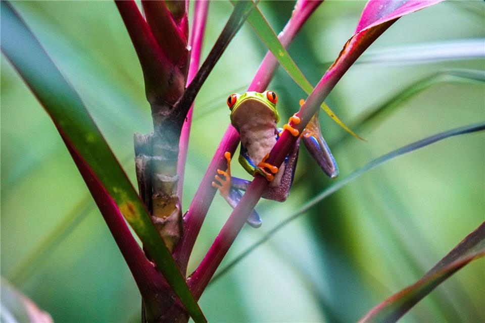 Der Name ist Programm: Der Rotaugenlaubfrosch ziert Souveniers und Postkarten in Costa Rica. Costa Rica Tourism Board/dpa-tmn
