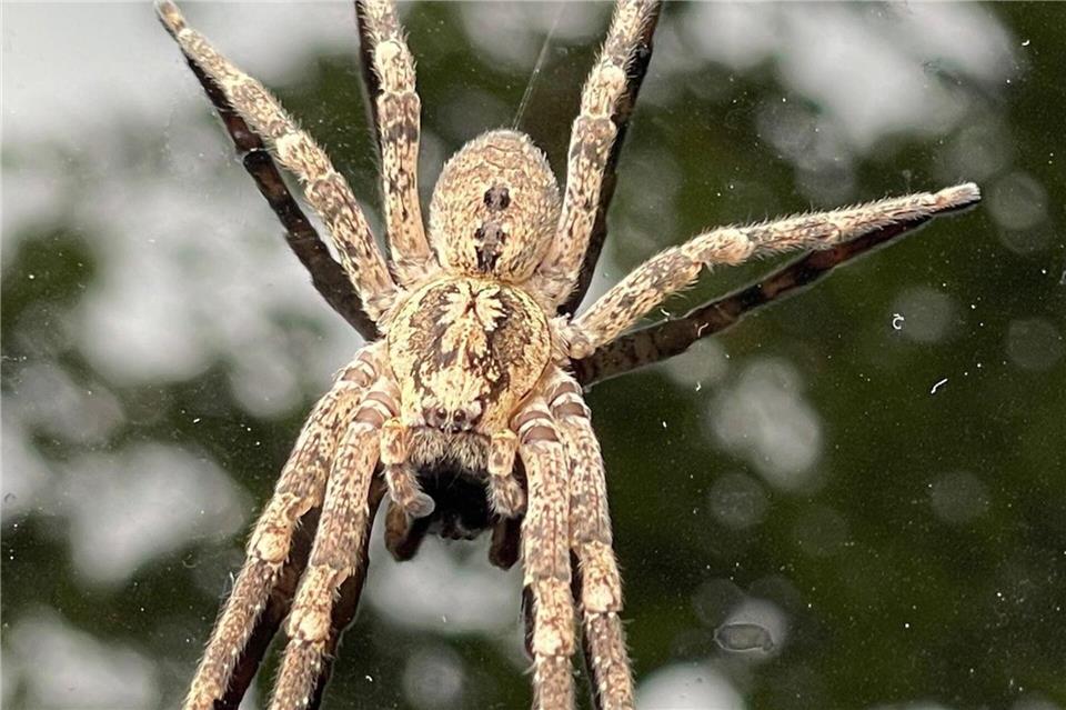 Der Name leitet sich von der charakteristischen Zeichnung auf dem Vorderkörper ab, die an den Vampir aus dem gleichnamigen Kinofilm Nosferatu erinnert. (Archivbild)Thomas Lutz/dpa