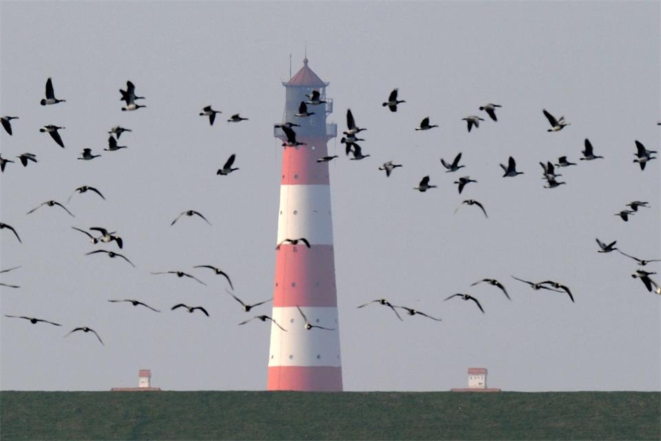 Der Nationalpark Schleswig-Holsteinisches Wattenmeer lädt vom 26. September bis zum 4. Oktober zum „Westküsten-Vogelkiek“. (Archivbild)picture alliance / dpa