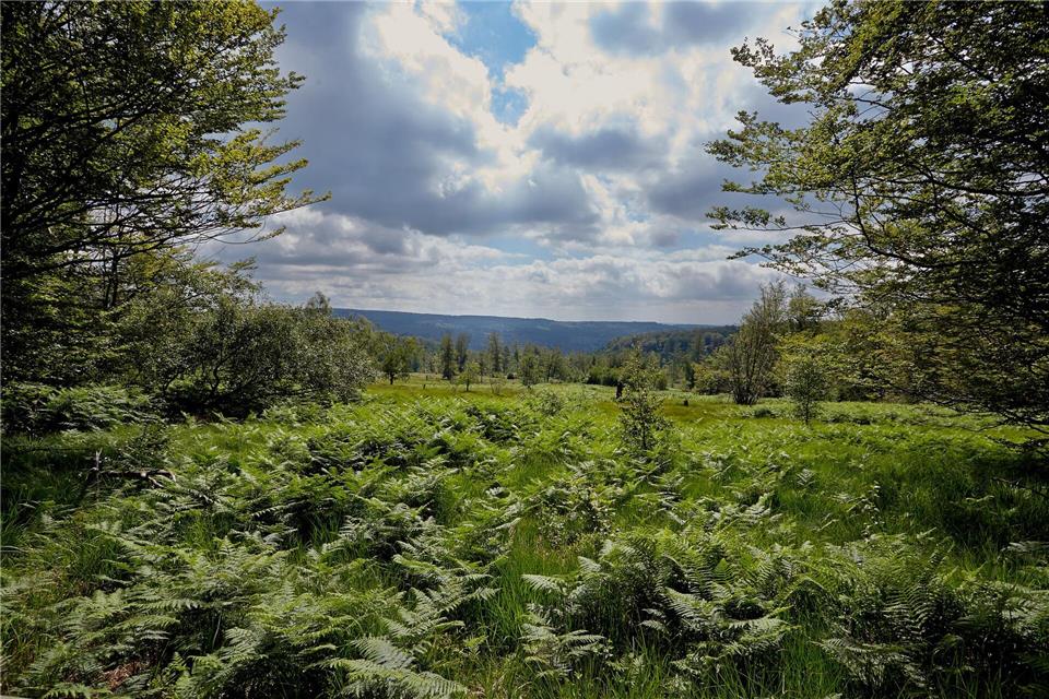 Der Nationalpark wurde vor elf Jahre eröffnet (Archivbild)Thomas Frey/dpa/dpa-tmn