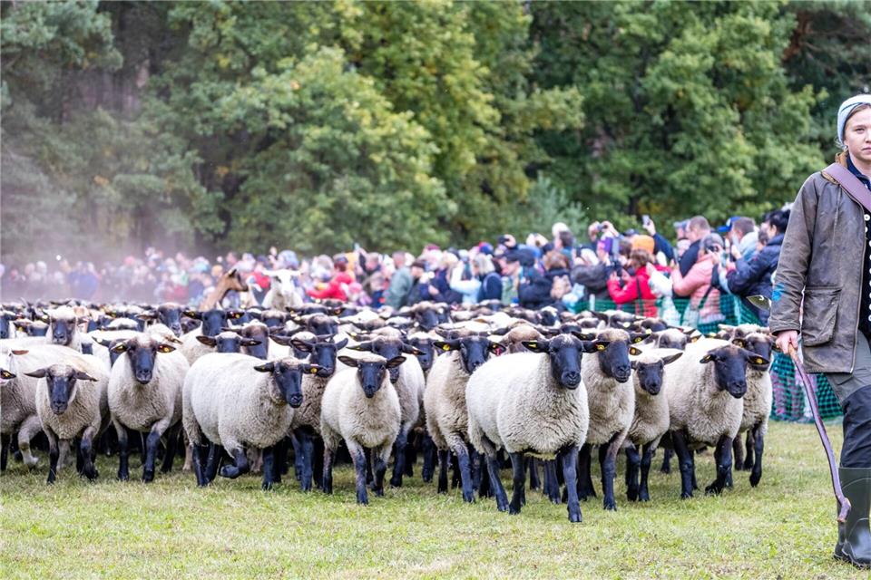 Der Niederlausitzer Almabtrieb ist eine Tradition in Südbrandenburg, die aus den Alpenländern übernommen wurde.Frank Hammerschmidt/dpa