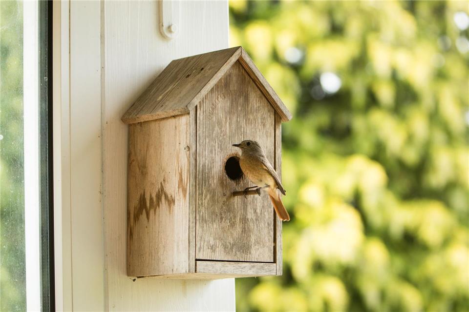 Der Nistkasten sollte 1,5 bis 3 Meter hoch hängen, mit dem Einflugloch nach Osten oder Südosten.Christin Klose/dpa-tmn