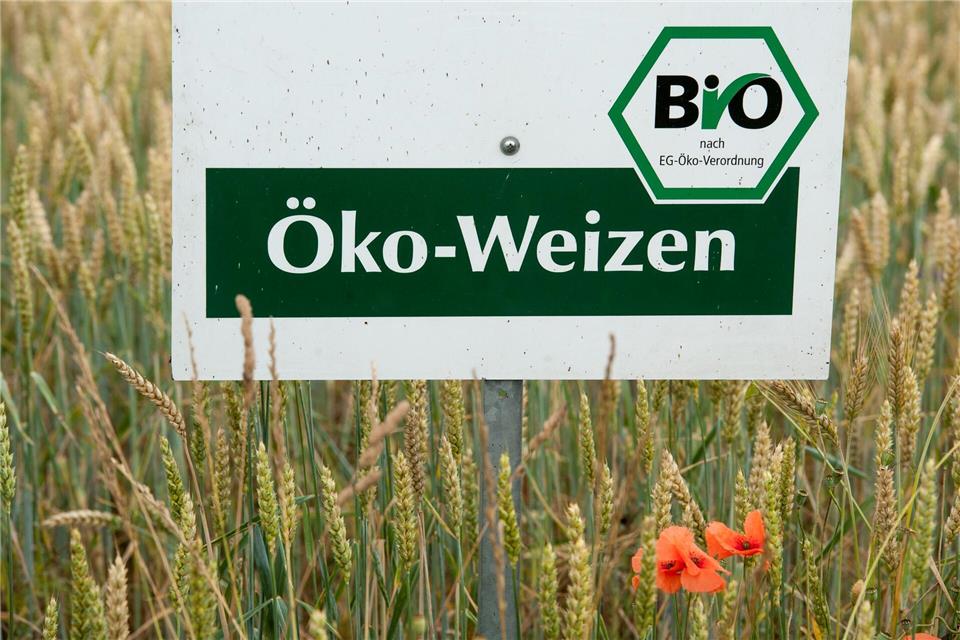 Der Ökolandbau ist in Bayern trotz gesetzlich festgelegter Ausbauziele noch immer eher die Ausnahme als die Regel. (Archivbild)picture alliance / dpa