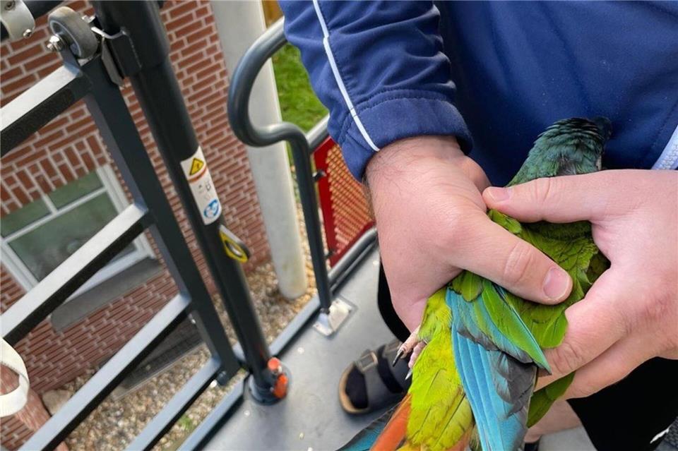 Der Papagei Zazu war weggeflogen - die Feuerwehr brachte ihn von einem Hausdach herunter zu seinen Eigentümern.Feuerwehr Bocholt/dpa
