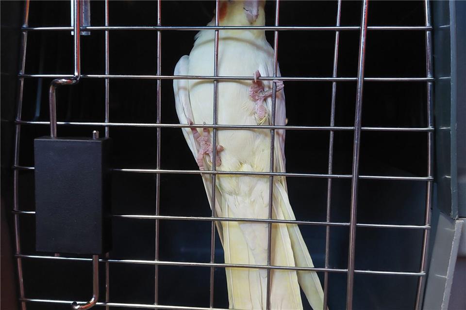 Der Papagei war durch eine geöffnete Balkontür ins fremde Wohnzimmer gelangt. -/Feuerwehr Schwelm/dpa