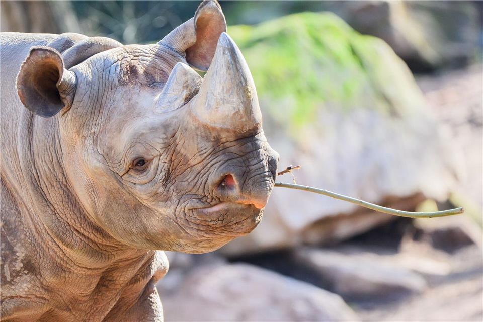 Der Partnertausch im Rahmen des Europäischen Erhaltungszuchtprogramms (EEP) soll in beiden Zoos für Nachwuchs sorgen, denn Östliche Spitzmaulnashörner sind vom Aussterben bedroht.Julian Stratenschulte/dpa