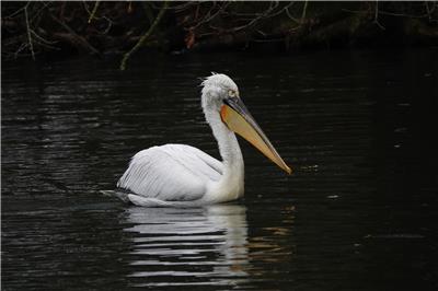 Rare guest: Pelican has now been captured in Raesfeld