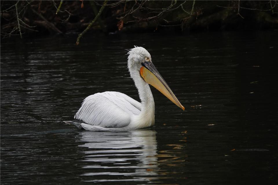 Der Pelikan wurde von mehreren Passanten auf dem Pröbstingsee beobachtet.
