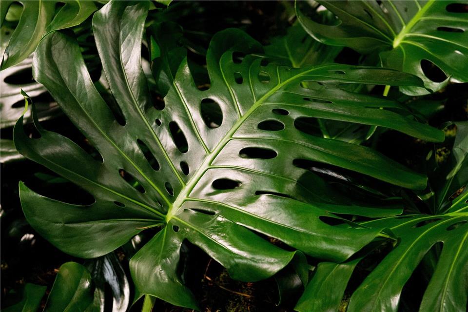 Der Pflanzensaft der Monstera kann Hautreizungen auslösen und bei Verzehr zu Erbrechen, Durchfall oder Krämpfen führen.picture alliance/dpa/dpa-tmn