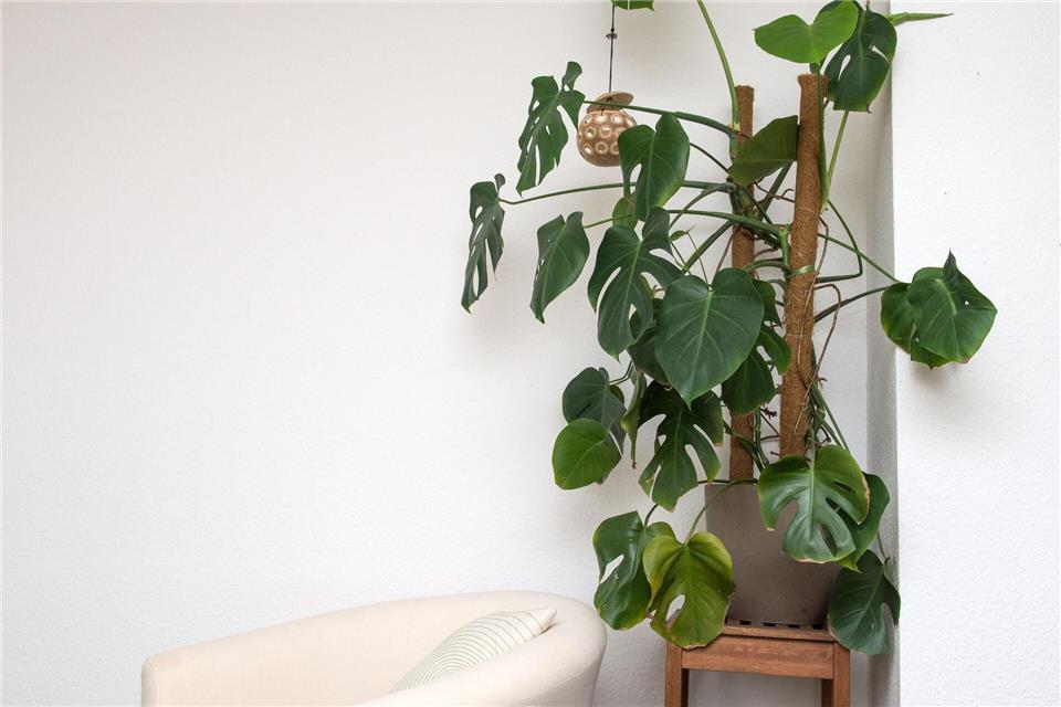 Der Philodendron steht am liebsten im Halbschatten und ist sehr pflegeleicht. Andrea Warnecke/dpa-tmn