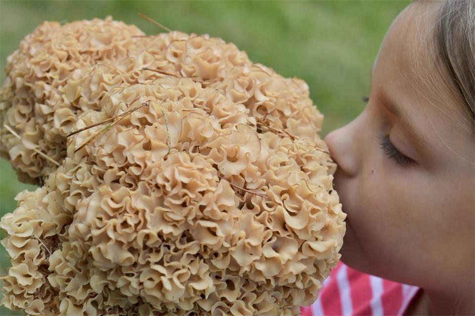 Der Pilz Krause Glucke, dessen Aussehen etwas an einen Blumenkohl erinnert, ist essbar. picture alliance / dpa