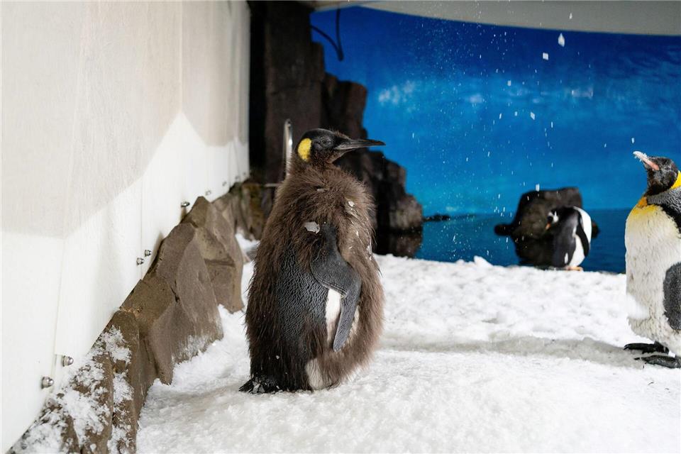 Der Pinguin begeistert Social-Media-User in aller Welt.-/Sea Life Melbourne Aquarium/dpa