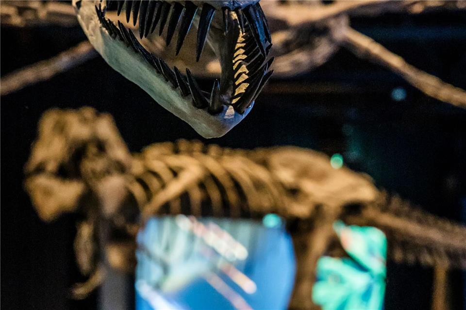Der Plesiosaurus, hier im Modell in Originalgröße, gilt als größter Raubsaurier Mitteleuropas. Lars Berg/dpa