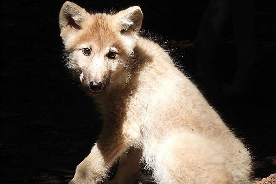 Der Polarwolf war im Mai geboren worden. -/Hansestadt Stralsund/Zoo/dpa