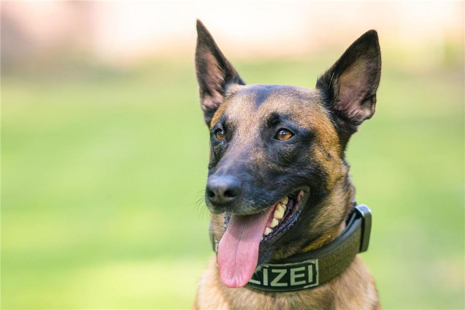 Der Polizeihund brachte den Flüchtigen schnell zu Boden. (Symbolbild)Mohssen Assanimoghaddam/dpa