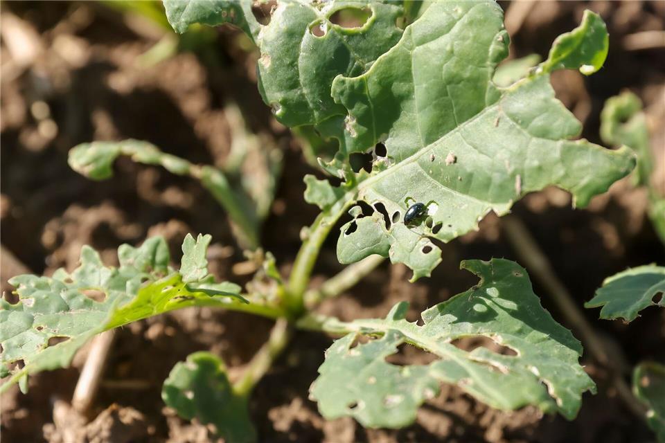 Der Rapserdfloh ist einer der Hauptschädlinge im Rapsanbau. (Archivbild)Jan Woitas/dpa-Zentralbild/dpa