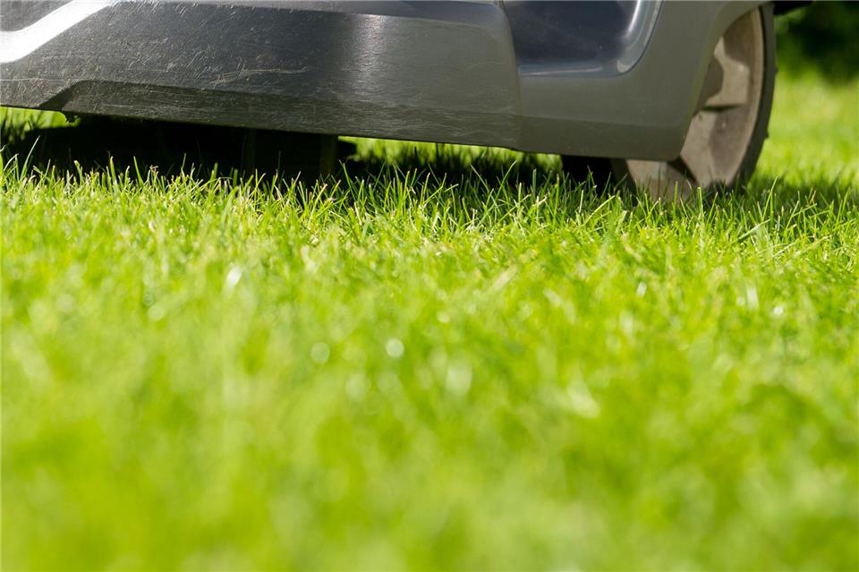 Der Rasen wird zum ersten Mal gemäht, sobald das Gras wieder sichtbar wächst.Benjamin Nolte/dpa-tmn