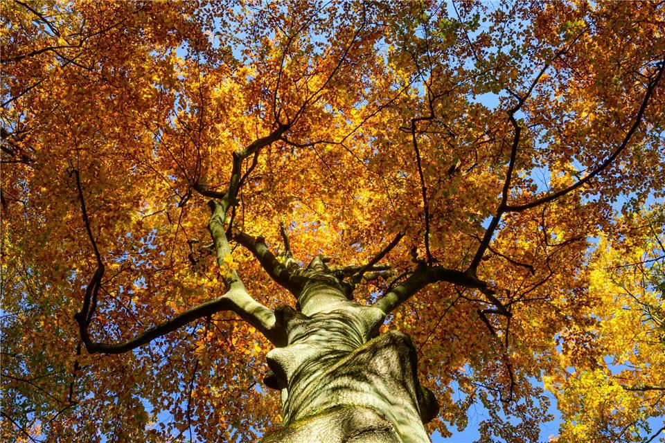 Viel Sonne zum Reformationstag in Brandenburg Der Reformationstag bietet in Brandenburg Spaziergehwetter. (Archivbild)Patrick Pleul/dpa