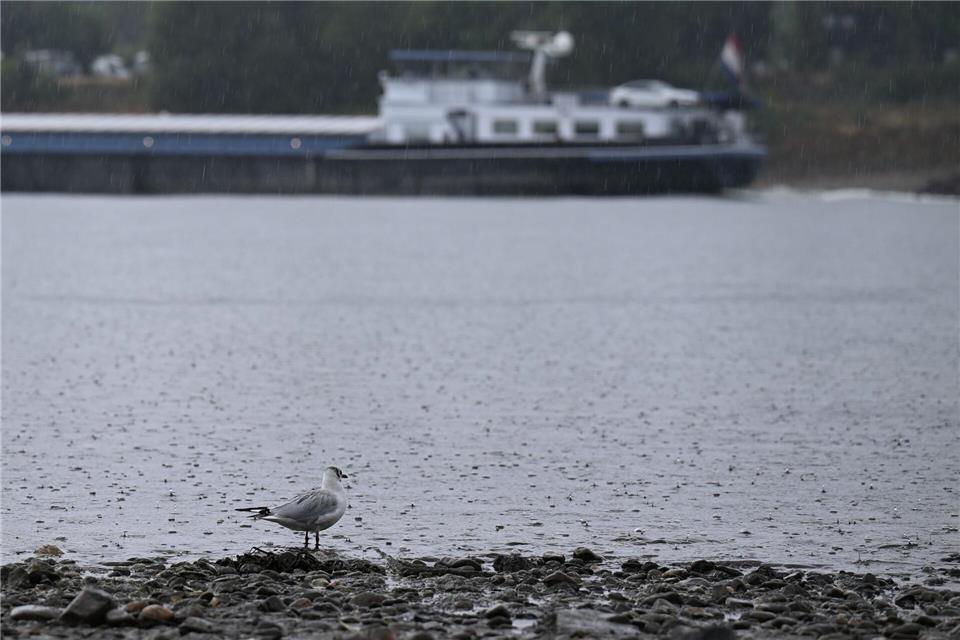 Der Regen scheint ihr nichts auszumachen: eine Möwe am Rheinufer. Wolf von Dewitz/dpa