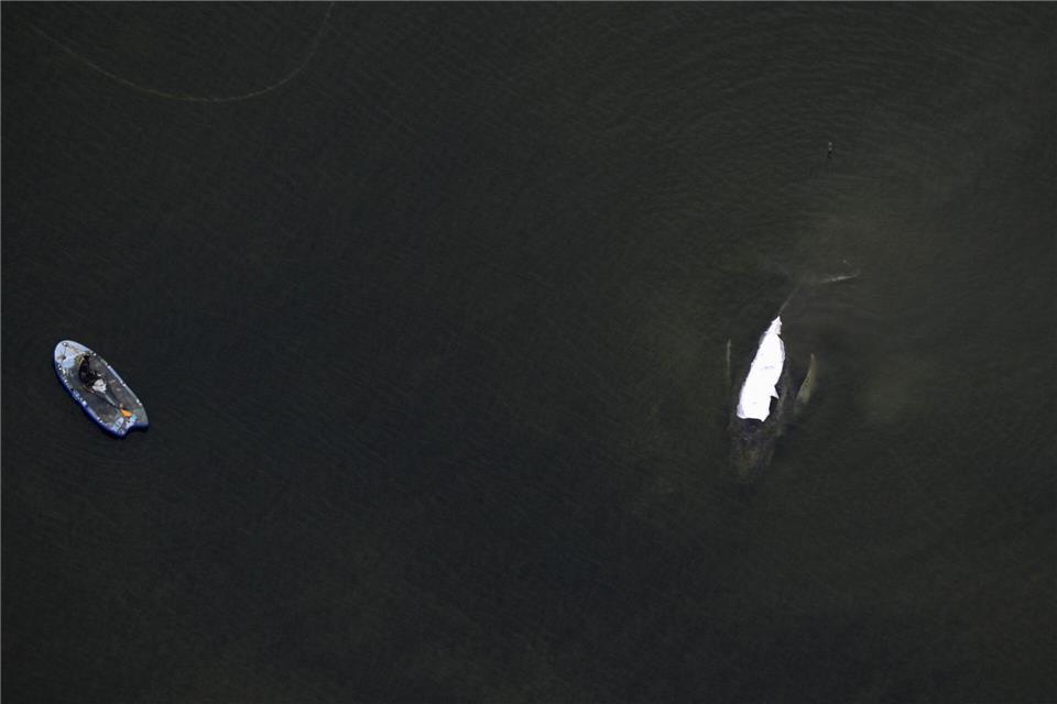 Der Rettungsversuch des in der Ostsee gestrandeten Buckelwals zieht sich in die Länge. Stefan Sauer/dpa